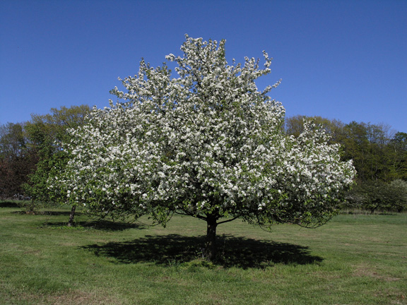 Красногалловая яблонная тля фото и описание